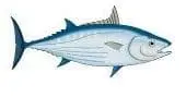 Tuna fish illustration