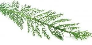 Green fern frond with feathery leaves on white background
