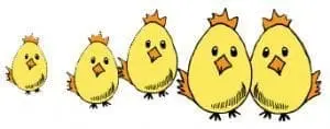 Five yellow chicks in increasing size from left to right