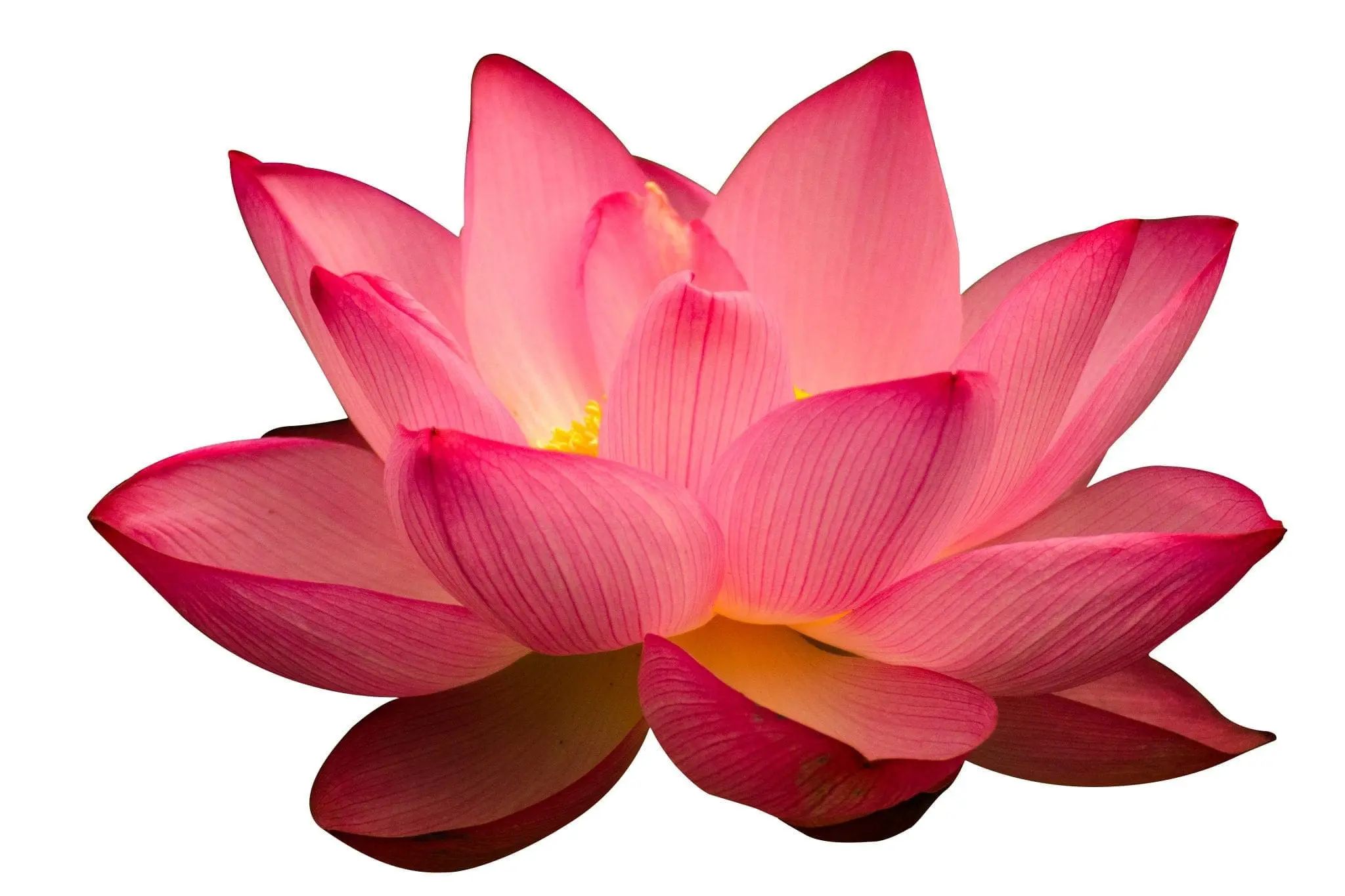 A pink lotus flower with a white background