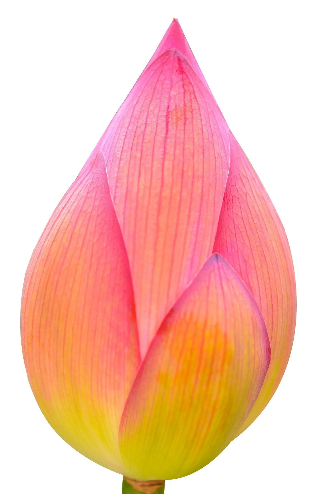 Pink and yellow lotus flower bud