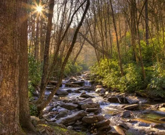 Sunlight streams through trees onto a rocky creek bed in a forest.