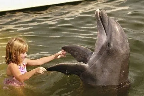 A young girl reaches out to touch a dolphin's flipper in the water.