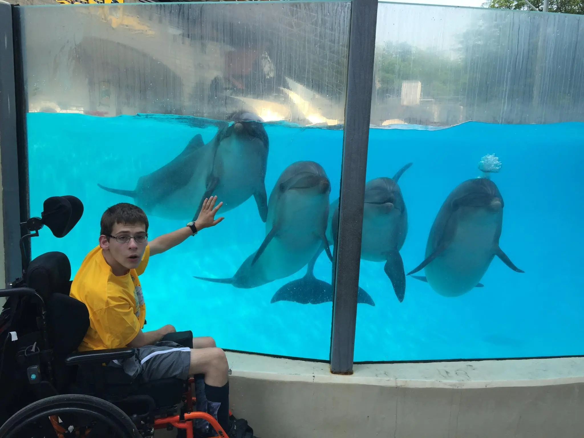 A boy in a wheelchair reaches out towards dolphins swimming in a tank.