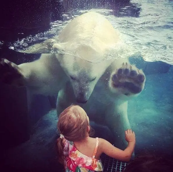 Polar bear underwater reaching towards a young girl by a glass enclosure.