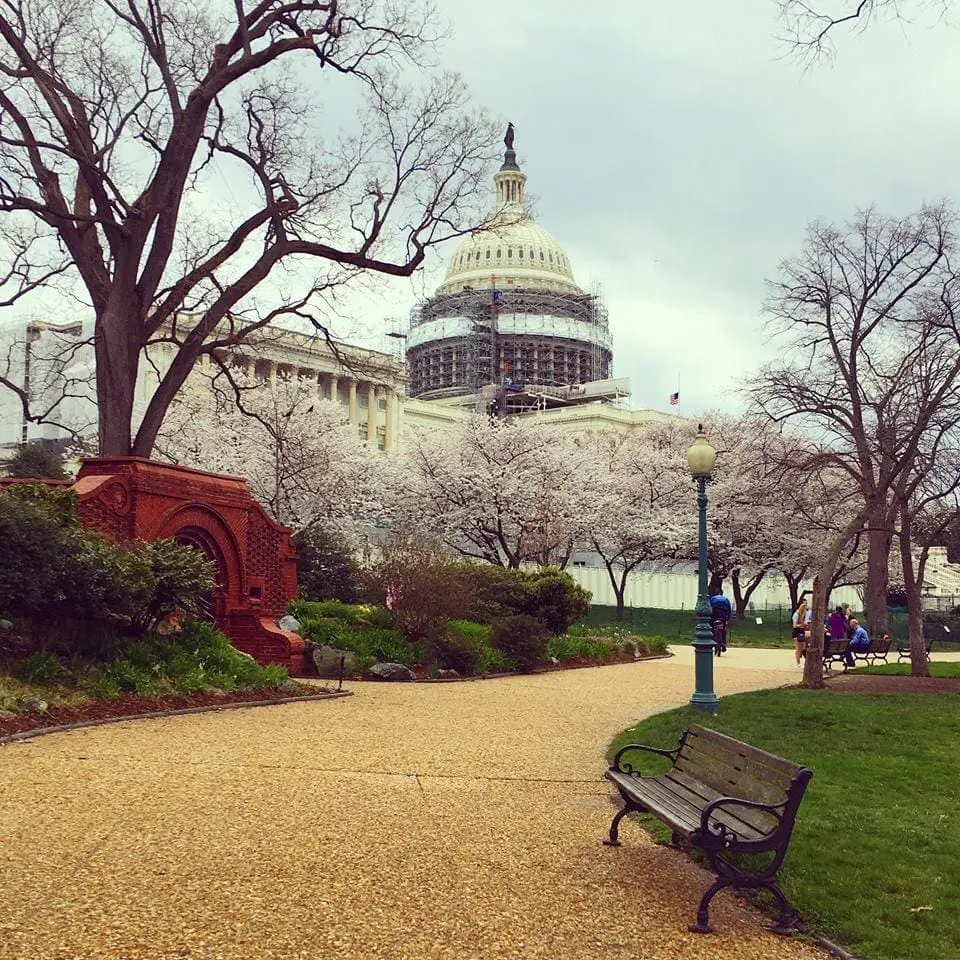 The U.S. Capitol building with cherry blossoms in bloom.