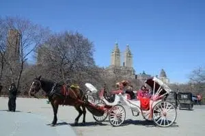 Horse-drawn carriage with passengers in Central Park, New York City.