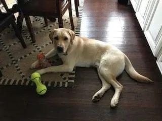 Monty, a yellow Labrador Retriever, lies on a rug with a yellow chew toy and a tennis ball.
