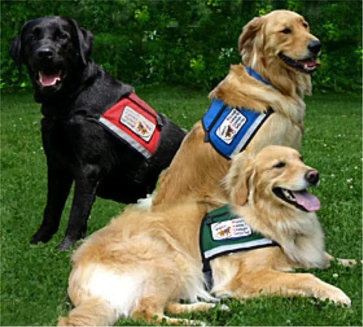Three service dogs wearing vests in a grassy area.