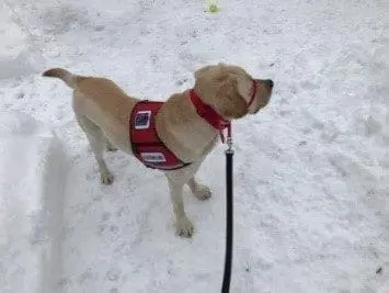 Yellow Labrador Retriever wearing a red service dog vest in the snow.