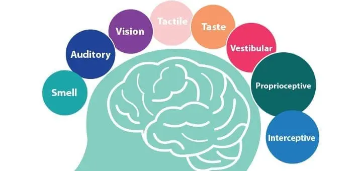 Diagram of a human head and brain with bubbles representing senses: auditory, vision, tactile, taste, smell, vestibular, proprioceptive, and interoceptive.