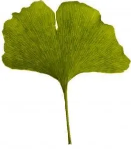 A green ginkgo leaf with prominent veins.