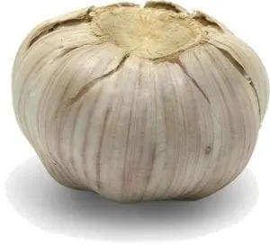 A whole head of garlic with a white bulb and light purple streaks.