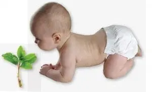Baby crawling towards a small plant.