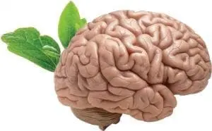 Human brain with green leaves growing from it