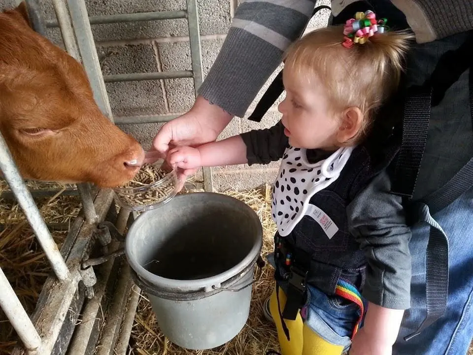 Emi Ryan feeding a calf at a local farm.