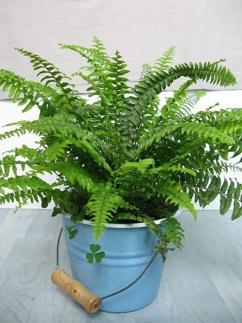 A lush green Boston fern in a light blue bucket with a wooden handle.