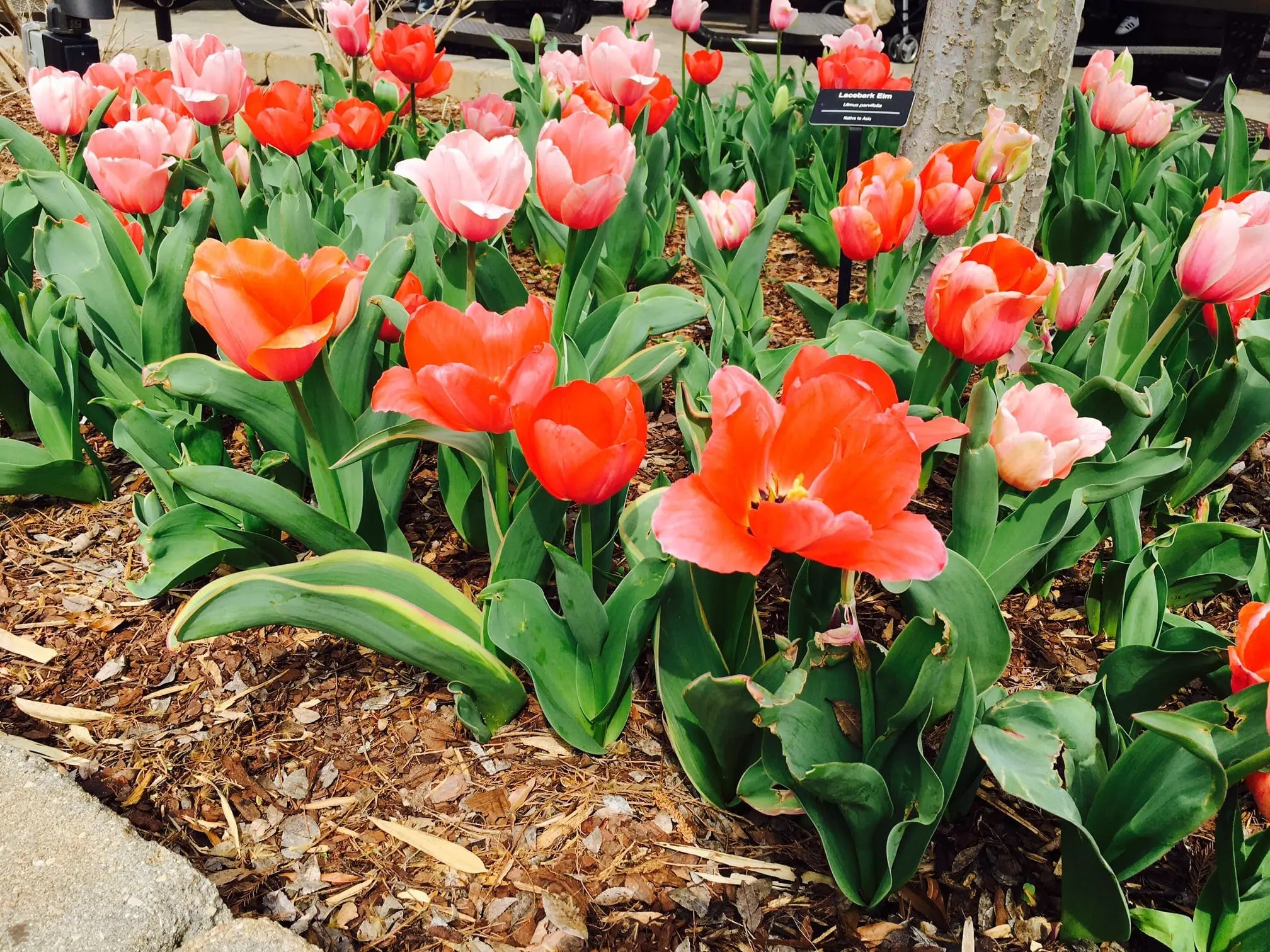 A bed of orange and pink tulips blooms in the spring sunshine.