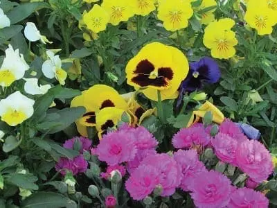 A close-up of yellow, white, and purple pansies and pink flowers.