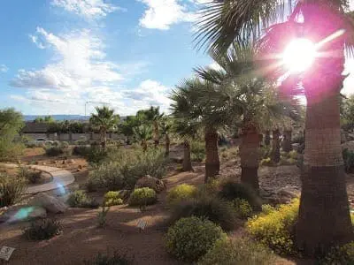 Palm trees and desert landscaping on the grounds of the local hospital.