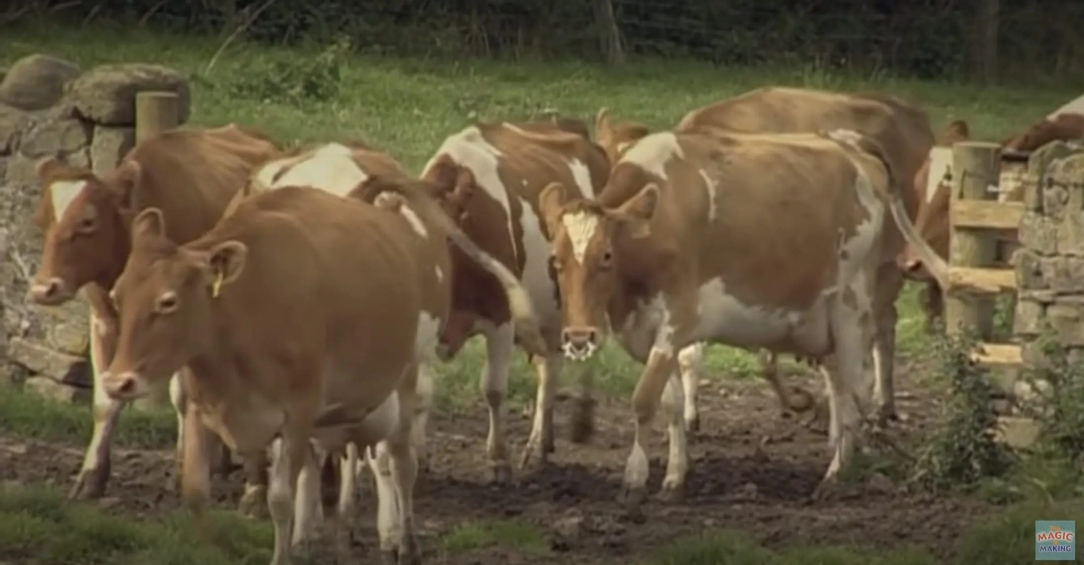 A herd of brown and white cows stand in a muddy field near a stone wall and wooden gate.
