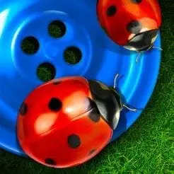 Two ladybugs on a blue surface with green grass in the background.