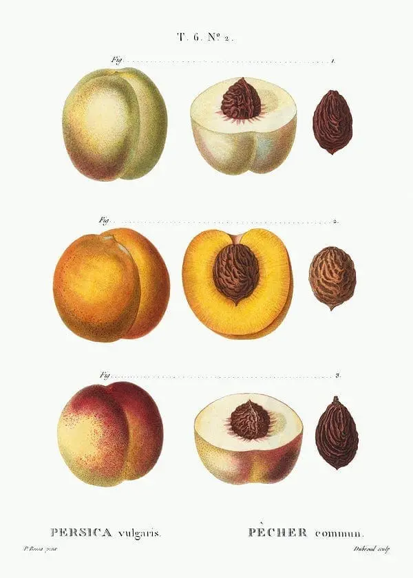 Botanical illustration of three varieties of peaches, each shown whole, cut in half, and as a pit.