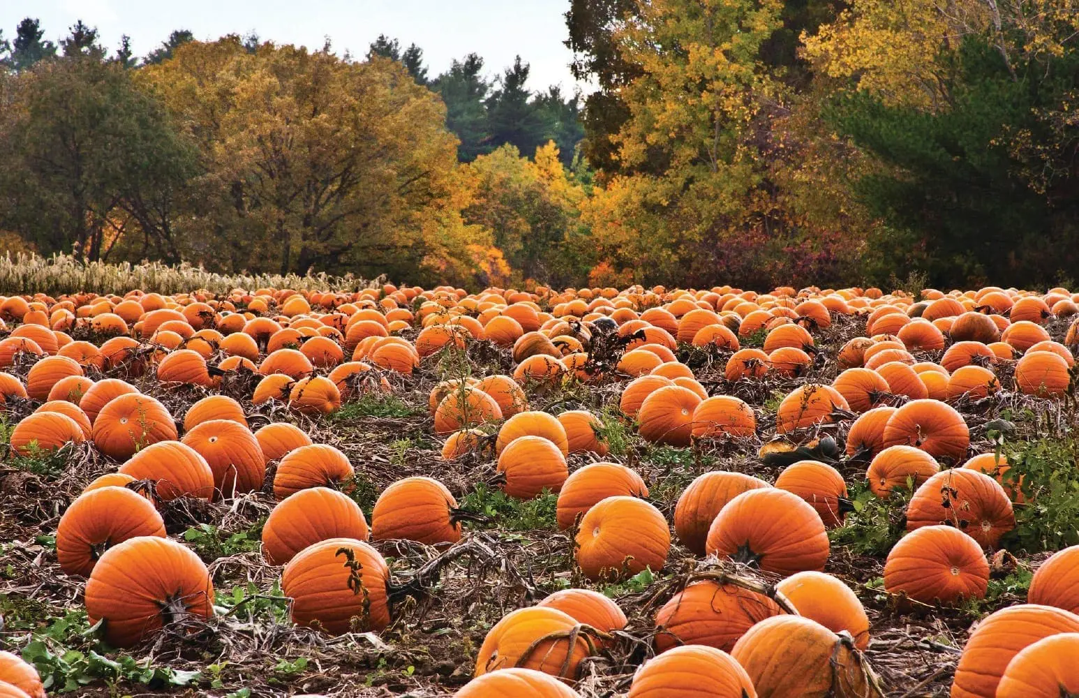 Field of pumpkins at Decker Farm in Staten Island with autumn trees in the background.
