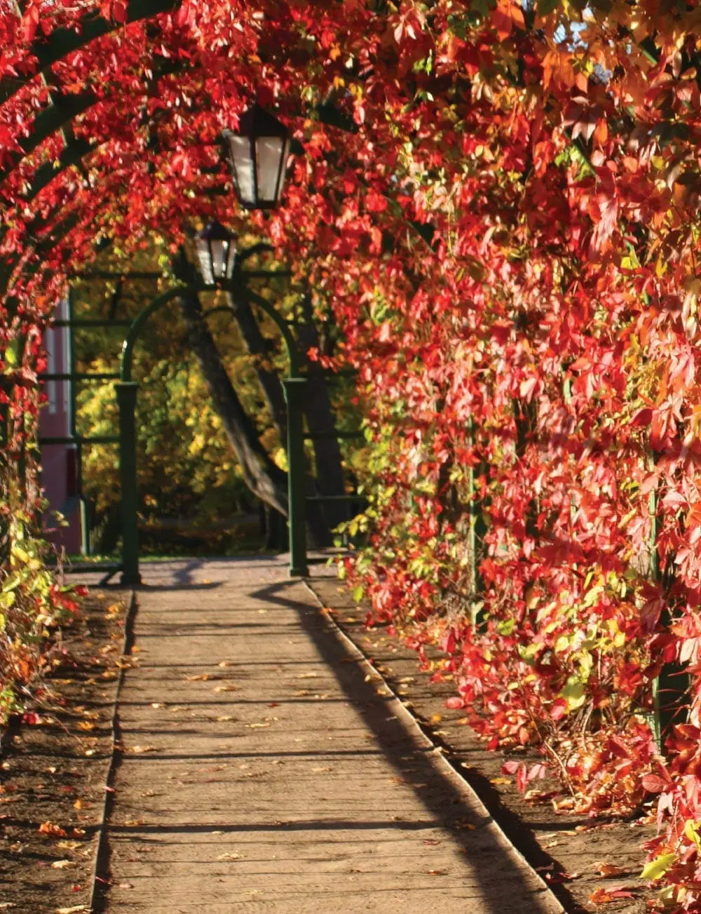 Path through an autumn archway covered in red leaves with a lamp.