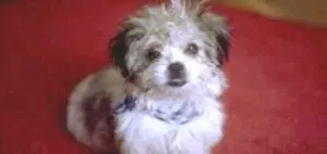 The Puppy – A Story from Chicken Soup for the Soul