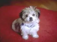 Fluffy puppy sitting on a red surface.