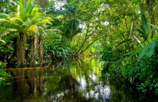 Lush green rainforest foliage lines a calm river.