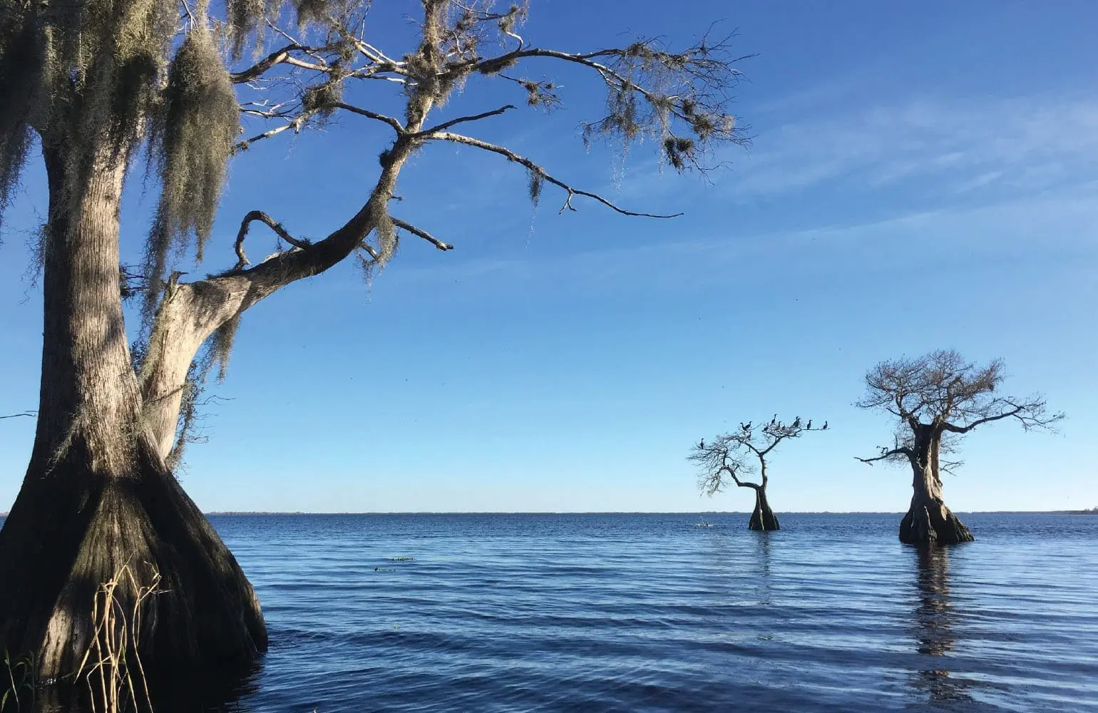 Cypress trees with Spanish moss stand in the water under a clear blue sky.