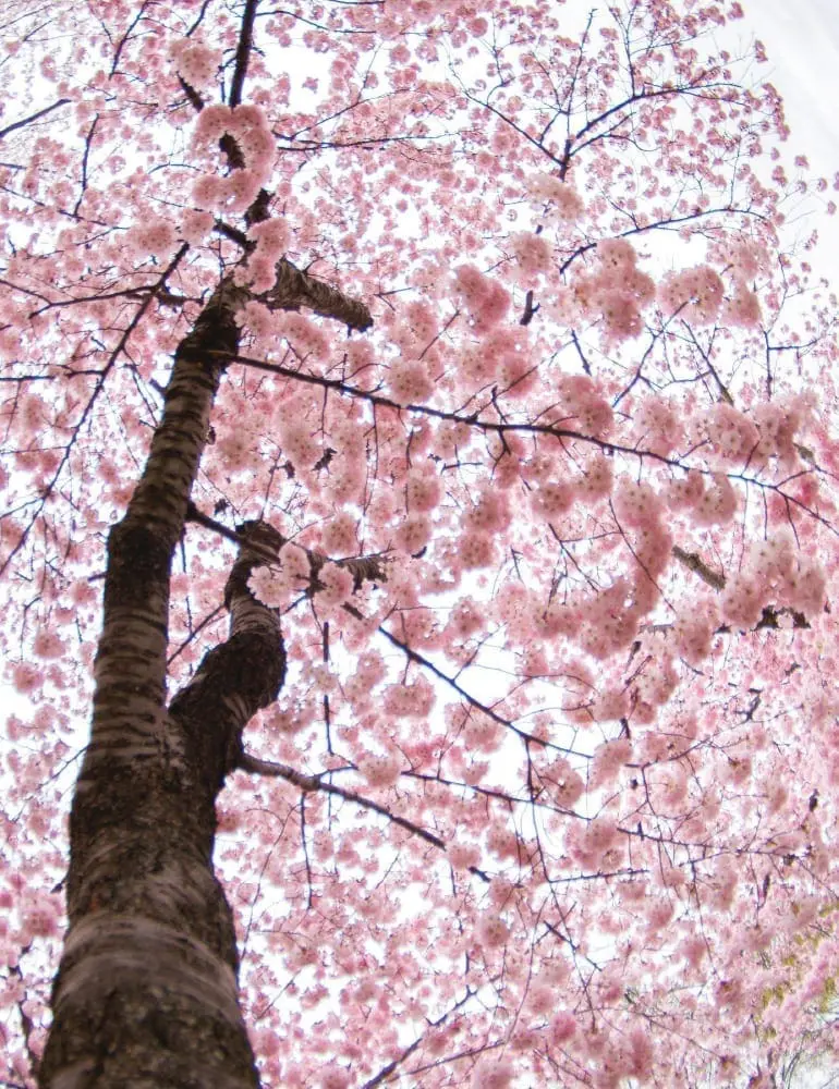 Cherry blossoms blooming on a tree in Washington D.C.
