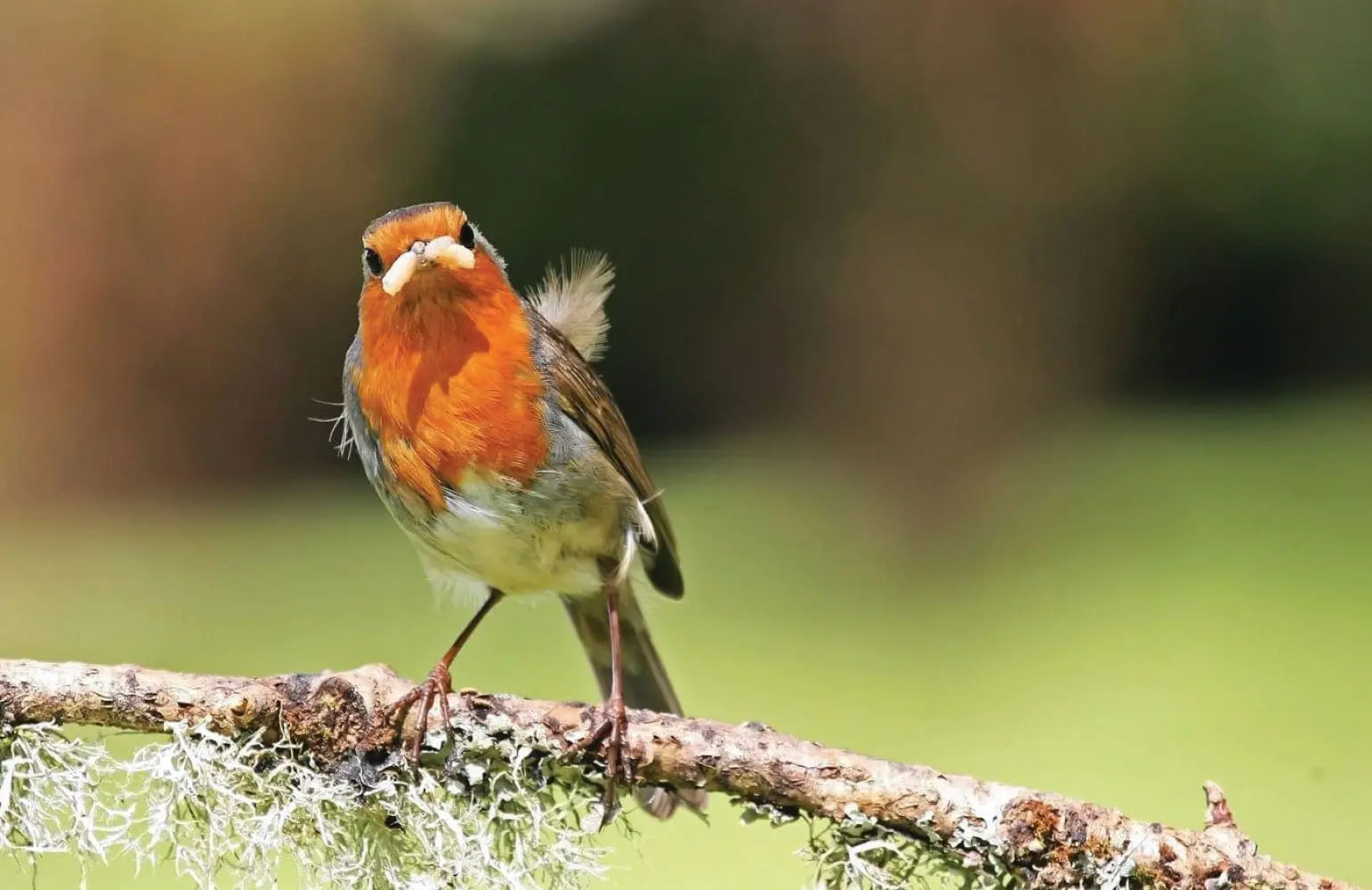 Robin perched on a lichen-covered branch.