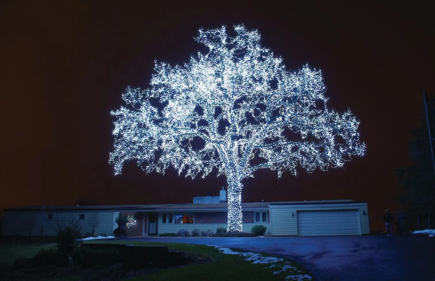 A large tree is illuminated with white lights at night in front of a house.