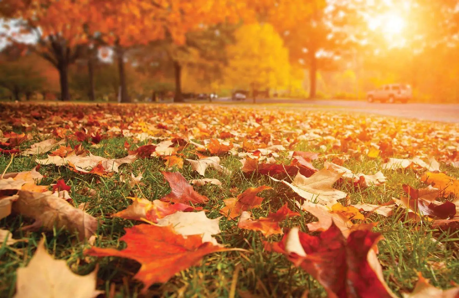 Fallen autumn leaves cover the ground in Brandywine Creek State Park.