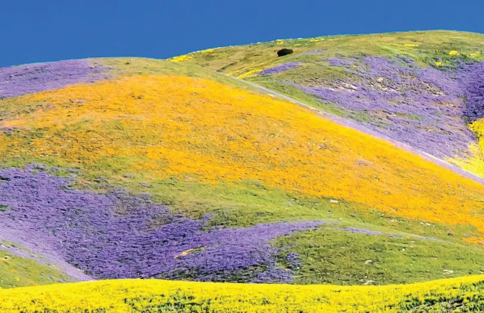 Carrizo Plain National Monument Temblor Range San Joaquin Valley Ca wildflowers.