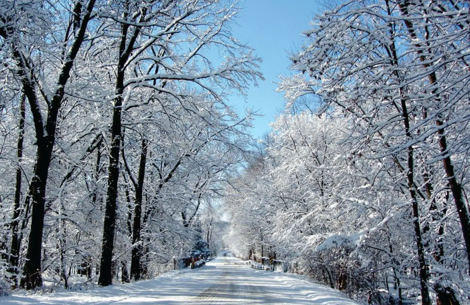 A snow-covered road lined with trees on a clear day.