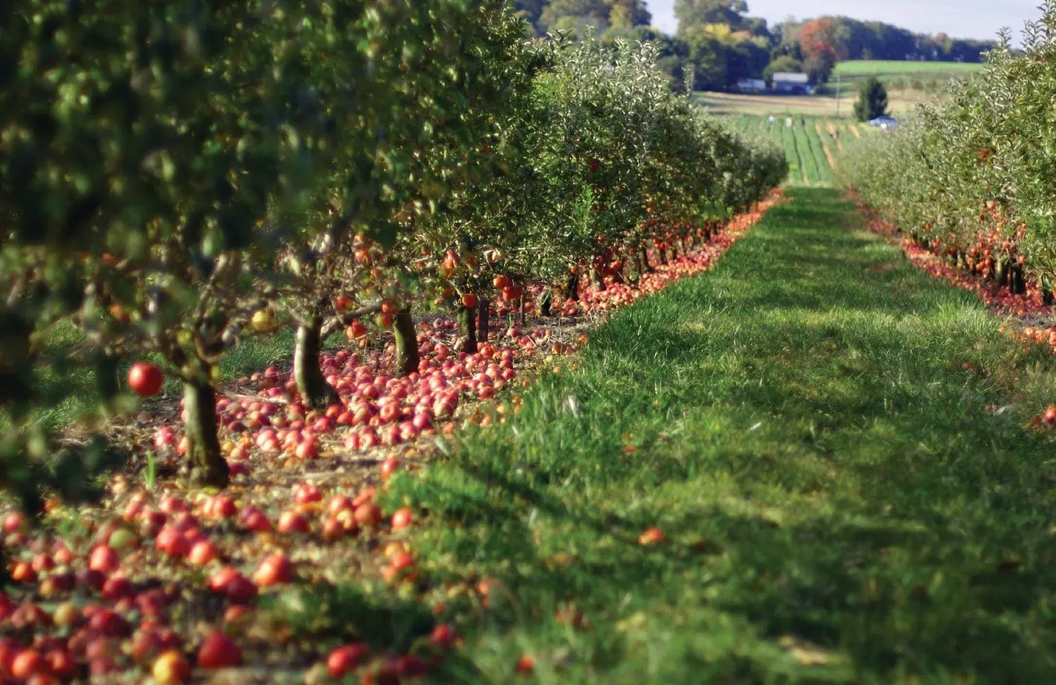Apples litter the ground beneath trees in an orchard at Larriland Farm.