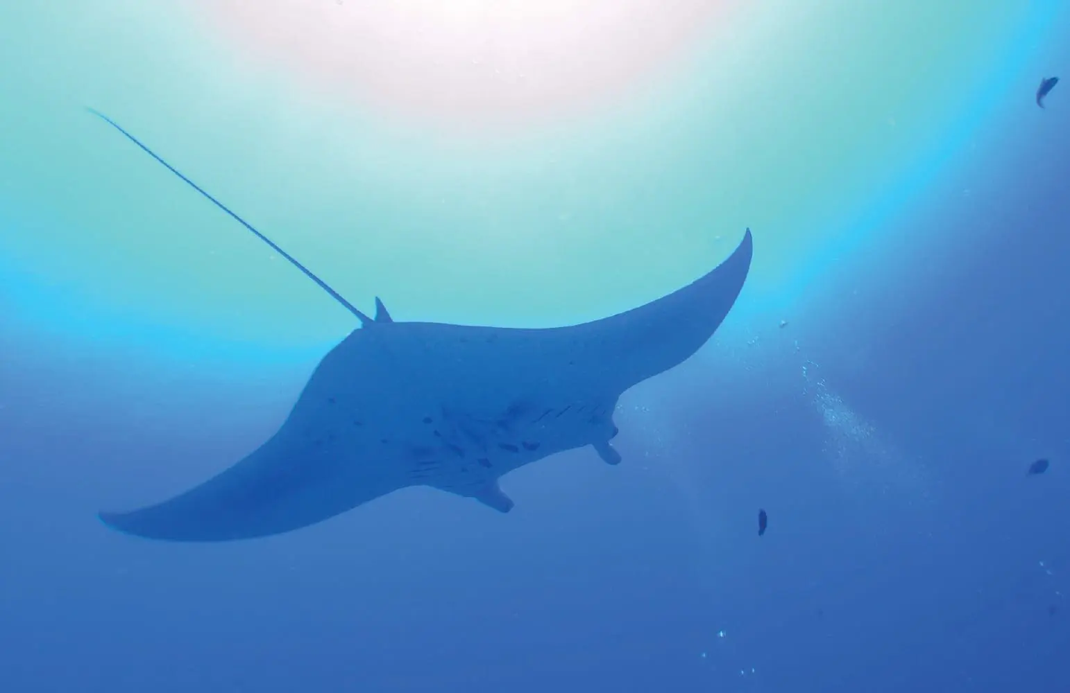 Manta ray swimming underwater with sunbeams overhead.