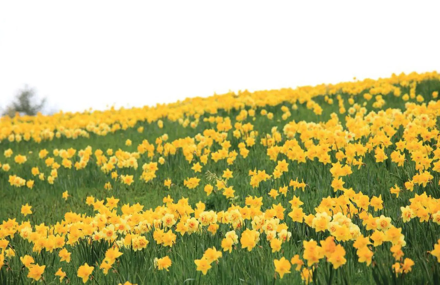 Field of yellow daffodils stretching up a gentle hill under a white sky.