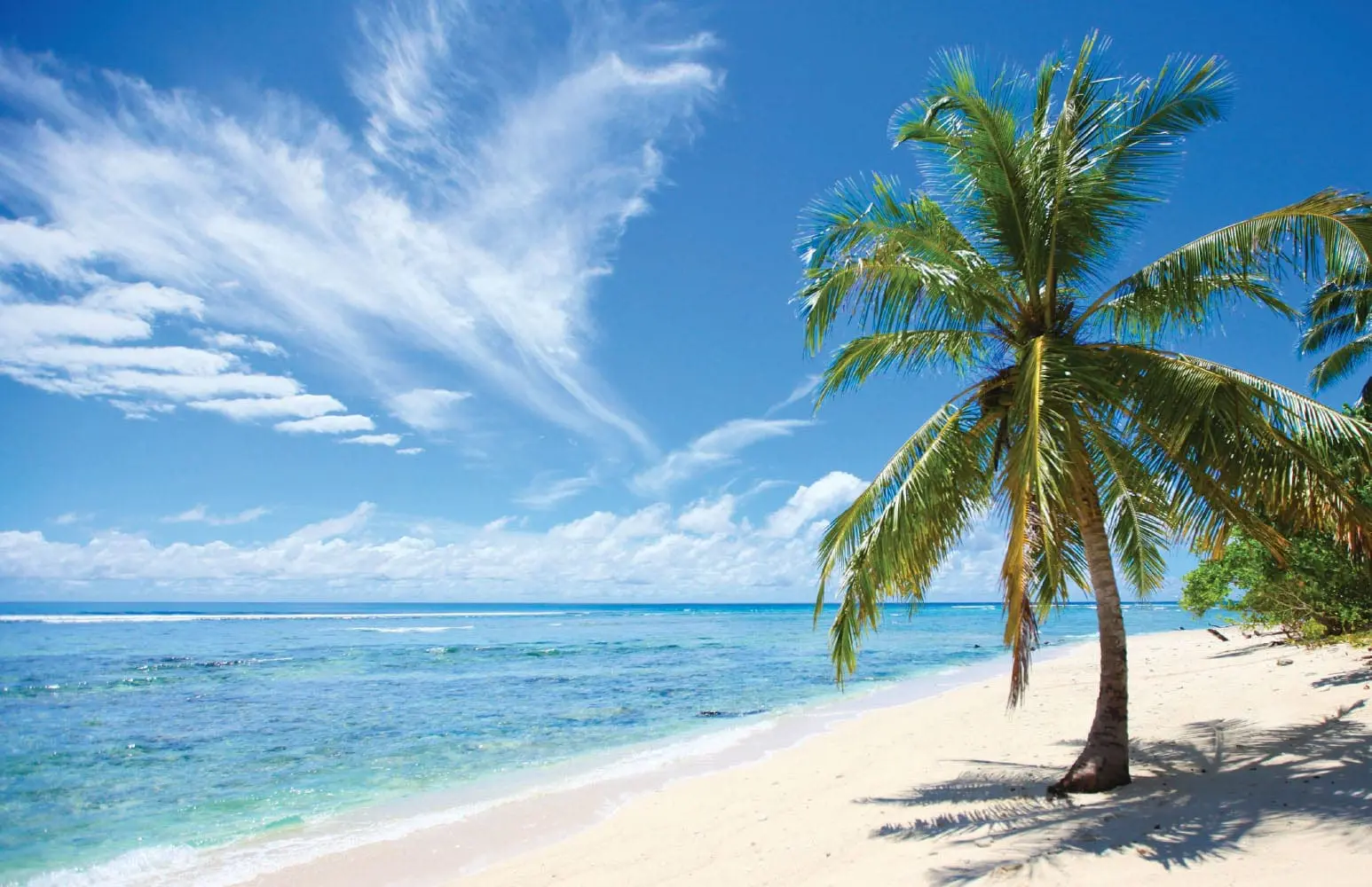 A tropical beach with a palm tree and the ocean under a blue sky.