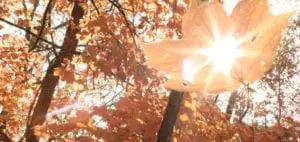 Mommys Timeout Out in the Woods Fall Leaves
