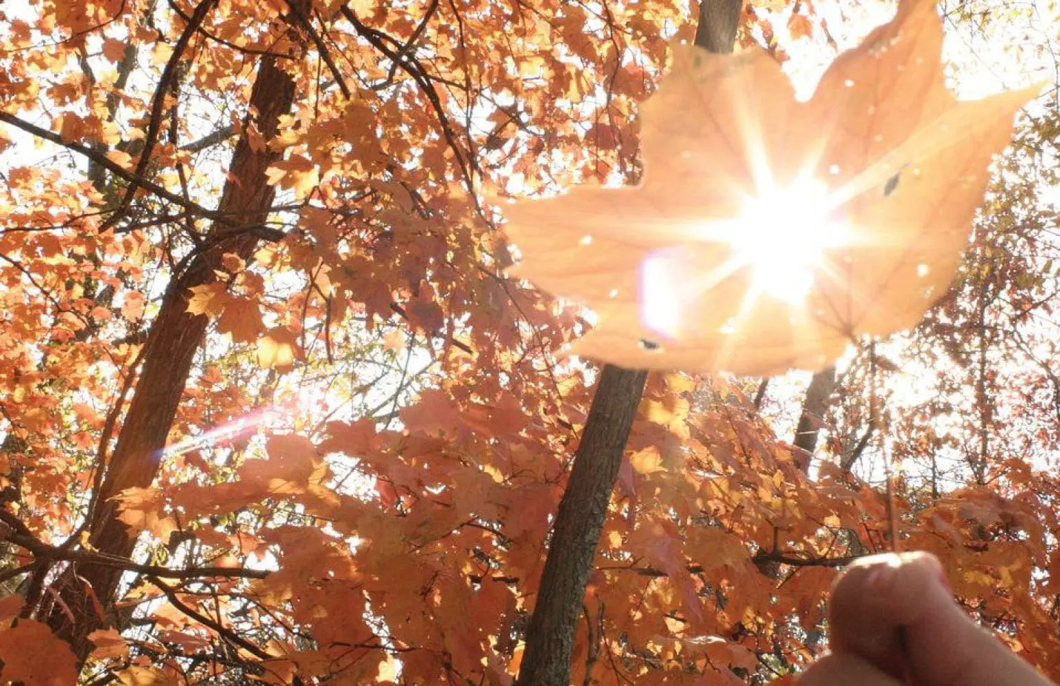 A sunburst shines through an orange fall leaf in a wooded setting.