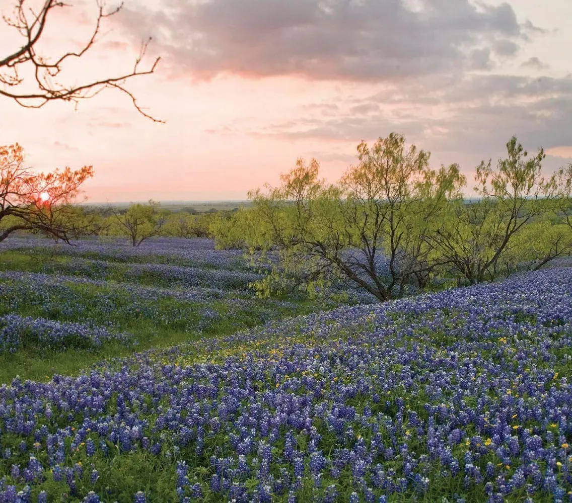 Field of bluebonnets at sunrise with soft clouds in the sky.