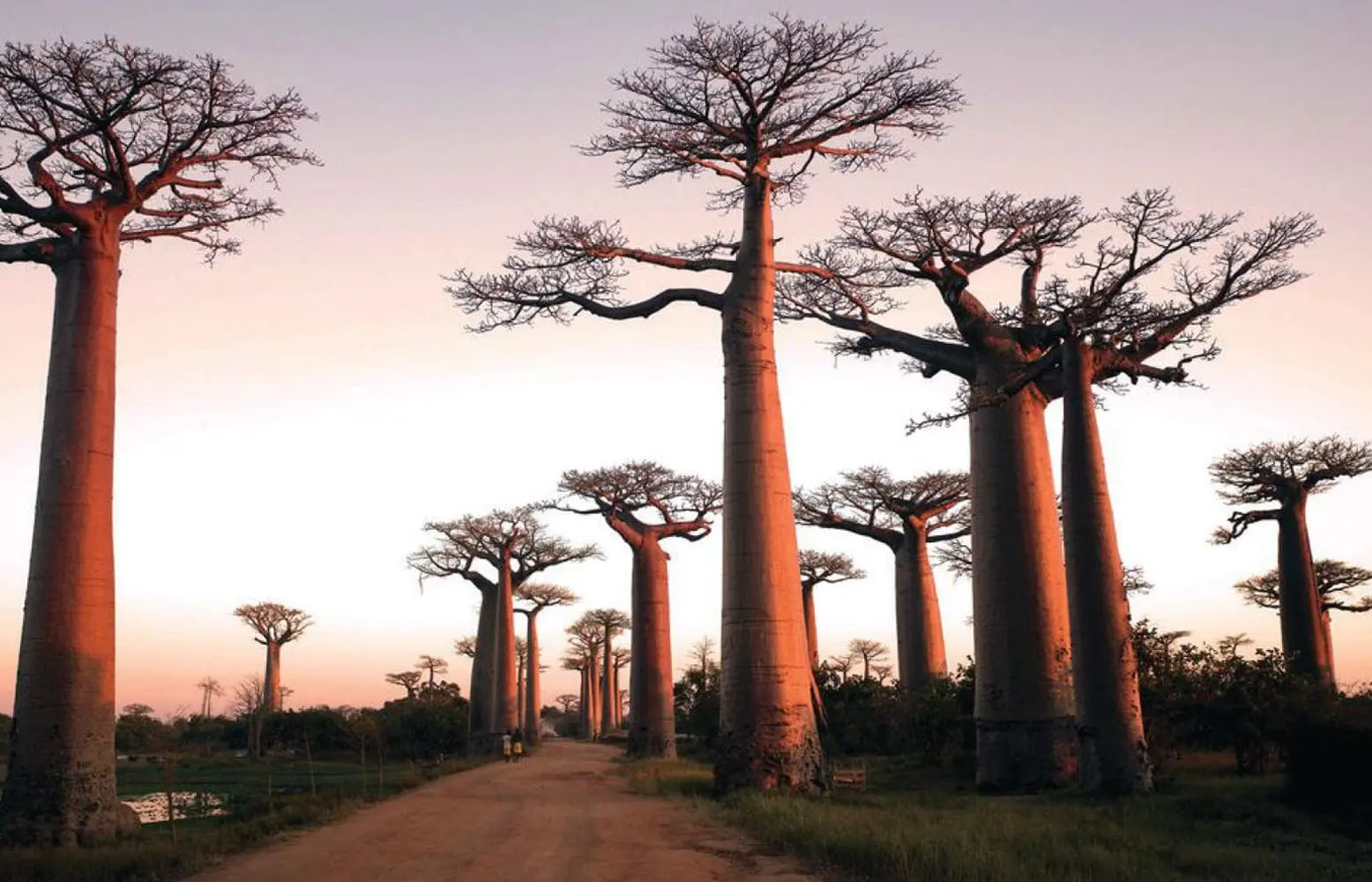 A dirt road leads through a grove of baobab trees at sunset in Madagascar.