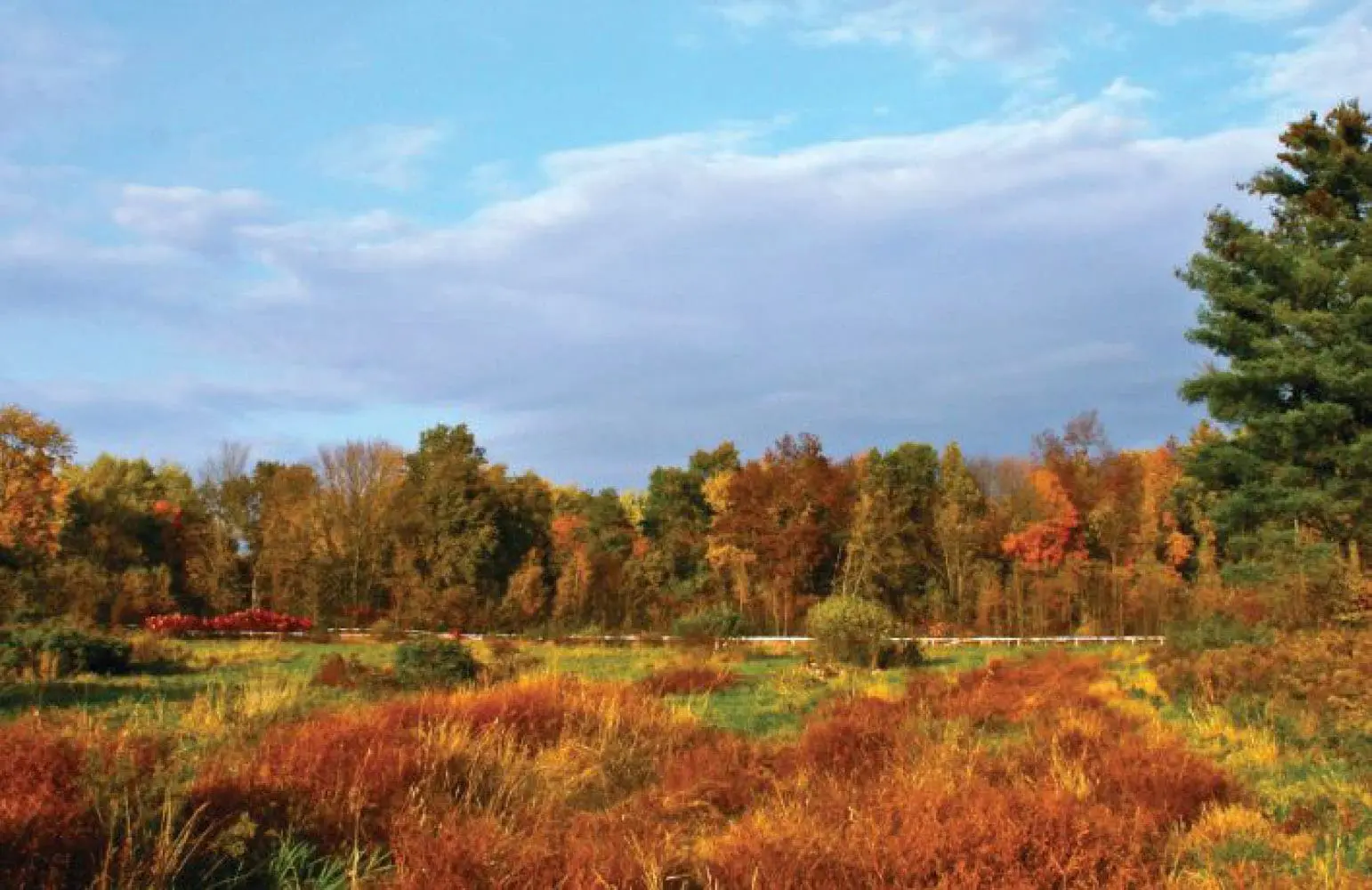 Meadow with vibrant autumn foliage under a partly cloudy sky.