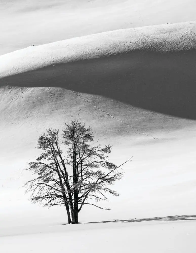 Bare tree in a snowy landscape with rolling hills in the background