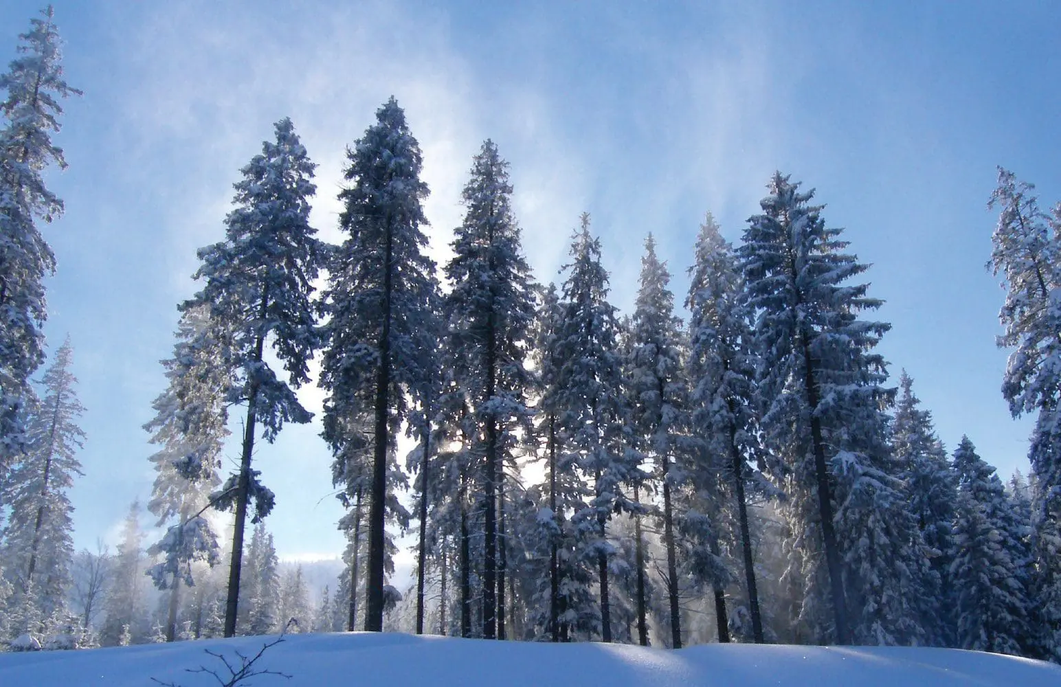 Snow-covered evergreen trees against a bright blue sky.